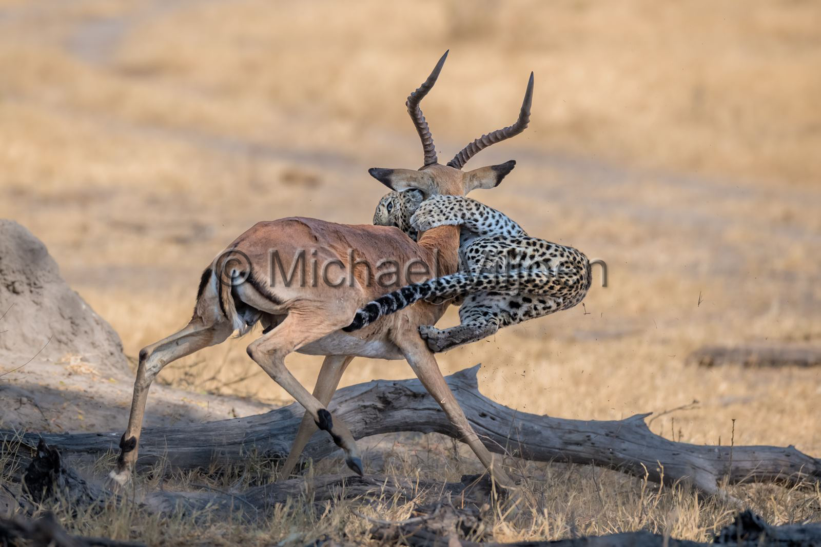 Leopard Photography